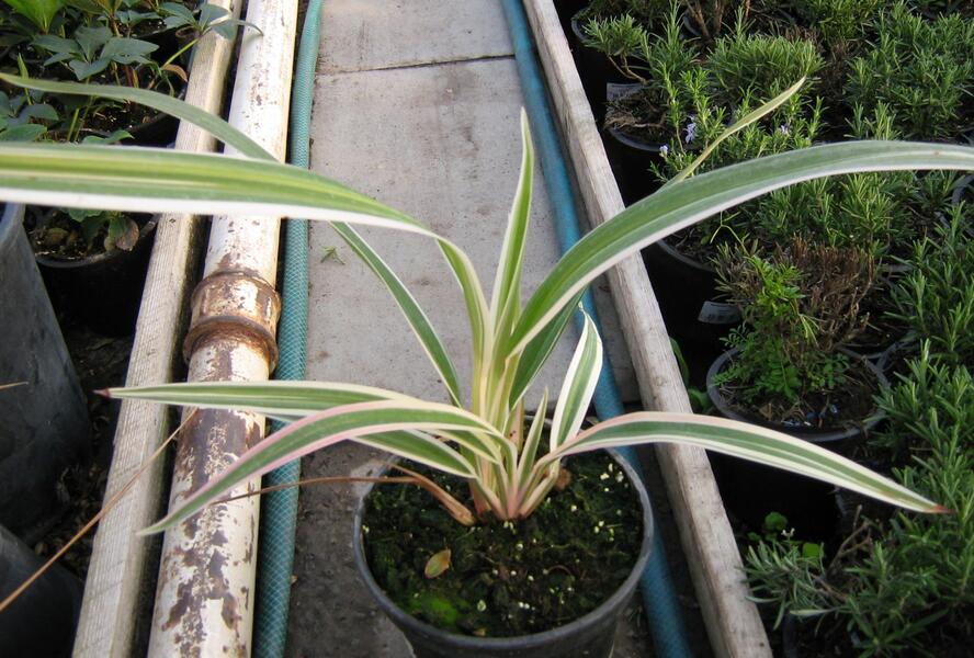 Dianela 'Variegata' - Dianella tasmanica 'Variegata'