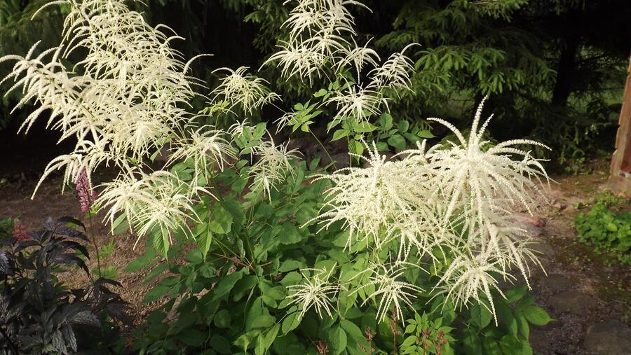 Udatna lesní - Aruncus sylvestris