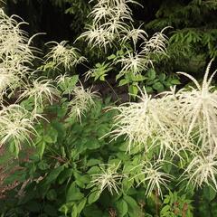 Udatna lesní - Aruncus sylvestris