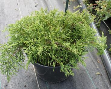 Mikrobiota křižmovstřícná 'Fussball'