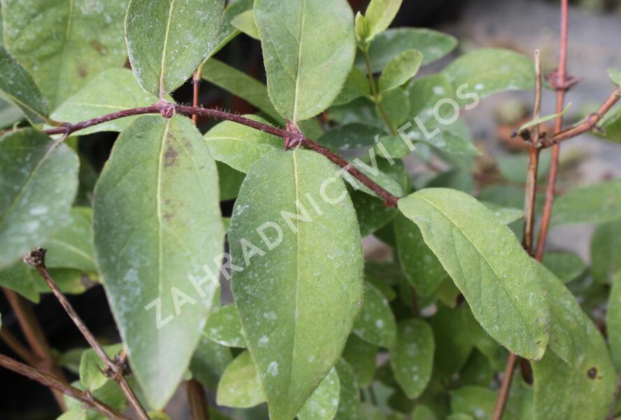 Zimolez kamčatský 'Woloszebnica' - Lonicera kamtschatica 'Woloszebnica'