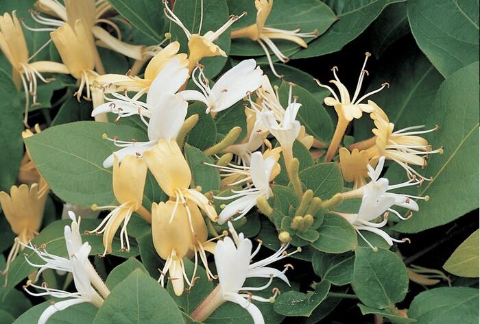 Zimolez japonský 'Hall's Prolific' - Lonicera japonica 'Hall's Prolific'