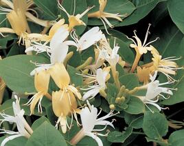 Zimolez japonský 'Hall's Prolific'