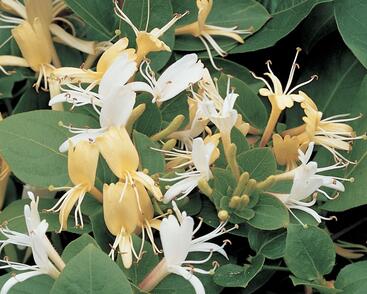 Zimolez japonský 'Hall's Prolific'