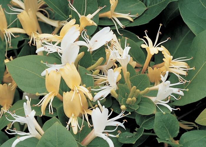 Zimolez japonský 'Hall's Prolific' - Lonicera japonica 'Hall's Prolific'