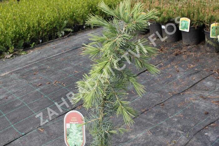 Cedr himalájský 'Bushes Electra' - Cedrus deodara 'Bushes Electra'