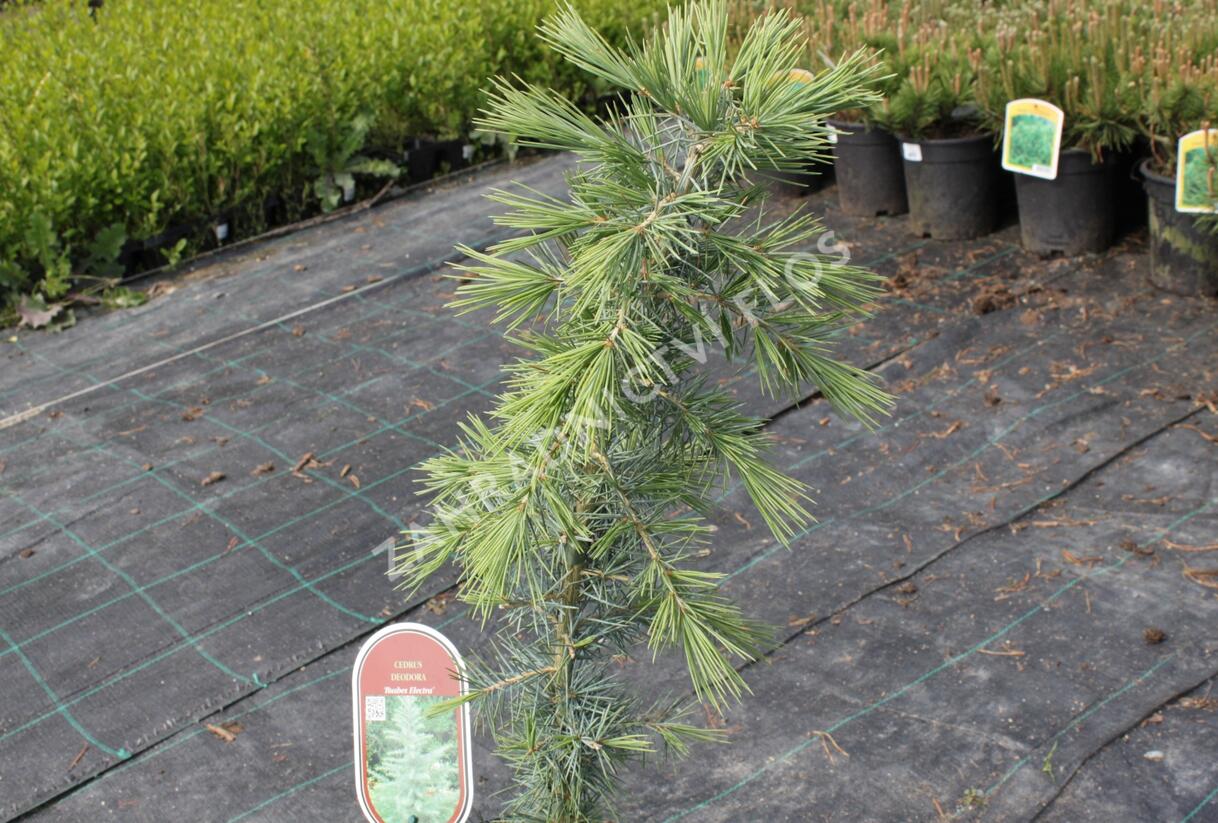 Cedr himalájský 'Bushes Electra' - Cedrus deodara 'Bushes Electra'