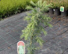 Cedr himalájský 'Bushes Electra'