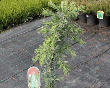 Cedr himalájský 'Bushes Electra'