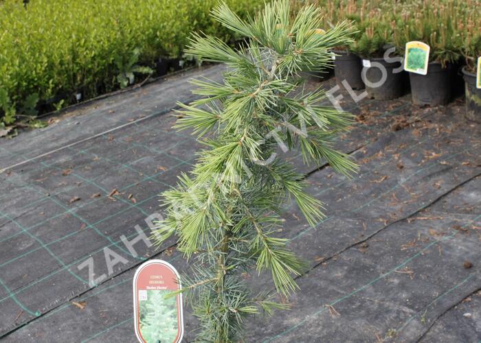 Cedr himalájský 'Bushes Electra' - Cedrus deodara 'Bushes Electra'