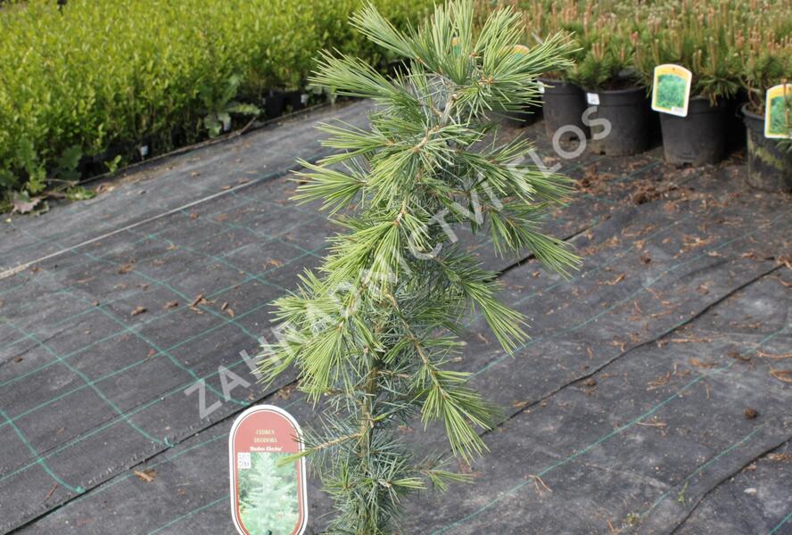 Cedr himalájský 'Bushes Electra' - Cedrus deodara 'Bushes Electra'