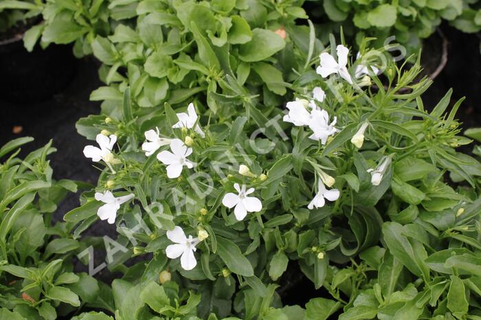 Lobelka 'Riviera White' - Lobelia erinus 'Riviera White'