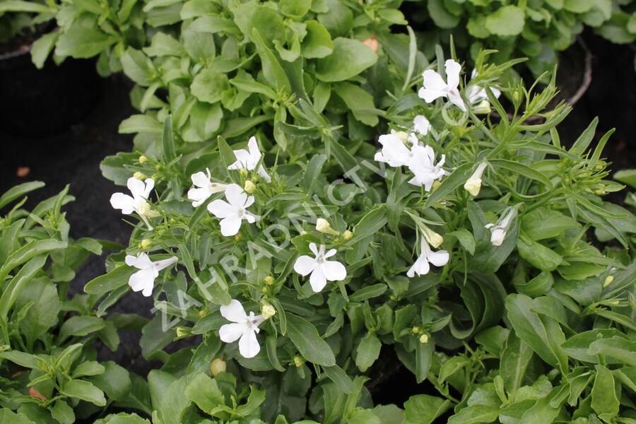 Lobelka 'Riviera White' - Lobelia erinus 'Riviera White'