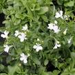 Lobelka 'Riviera White' - Lobelia erinus 'Riviera White'