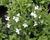 Lobelka 'Riviera White'