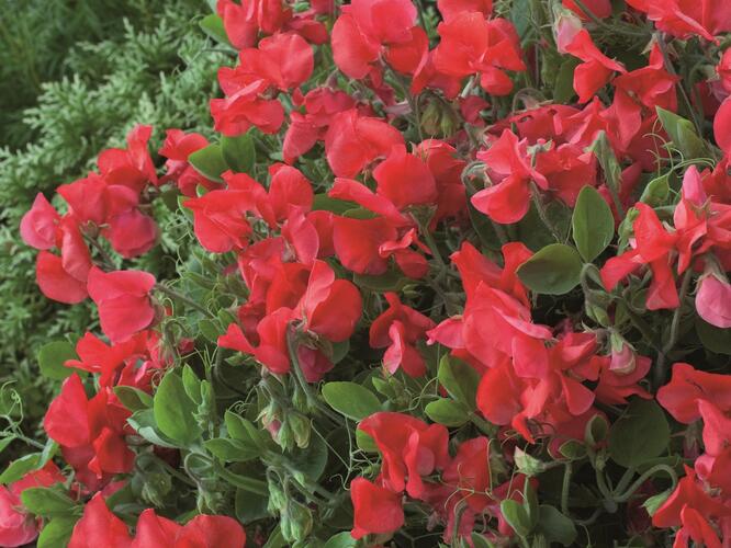 Hrachor vonný 'Villa Roma Scarlet' - Lathyrus odoratus 'Villa Roma Scarlet'