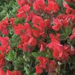 Hrachor vonný 'Villa Roma Scarlet' - Lathyrus odoratus 'Villa Roma Scarlet'