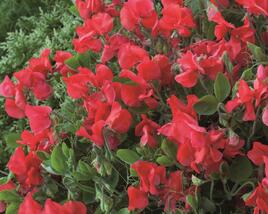 Hrachor vonný 'Villa Roma Scarlet'