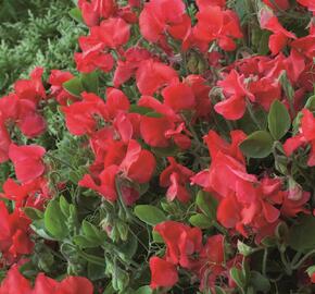 Hrachor vonný 'Villa Roma Scarlet' - Lathyrus odoratus 'Villa Roma Scarlet'