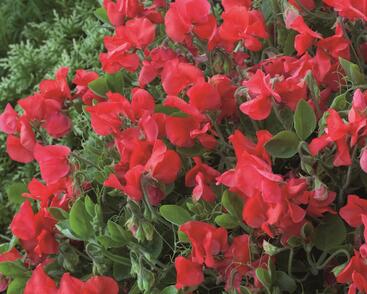 Hrachor vonný 'Villa Roma Scarlet'