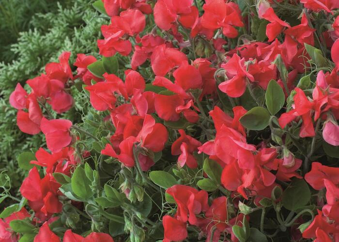 Hrachor vonný 'Villa Roma Scarlet' - Lathyrus odoratus 'Villa Roma Scarlet'
