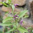 Kustovnice čínská 'Goji' - Lycium barbarum 'Goji'