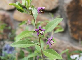 Kustovnice čínská 'Goji' - Lycium barbarum 'Goji'