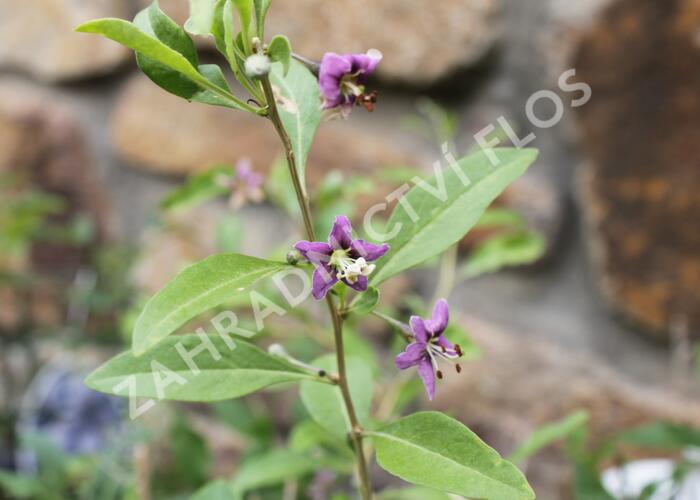 Kustovnice čínská 'Goji' - Lycium barbarum 'Goji'