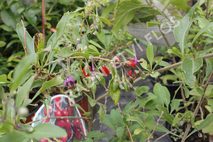 Kustovnice čínská 'Goji' - Lycium barbarum 'Goji'