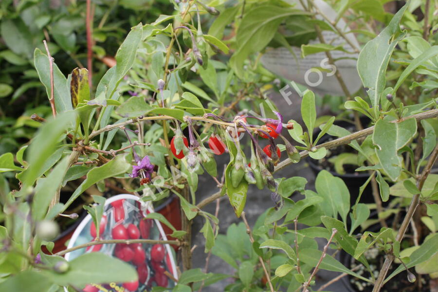 Kustovnice čínská 'Goji' - Lycium barbarum 'Goji'