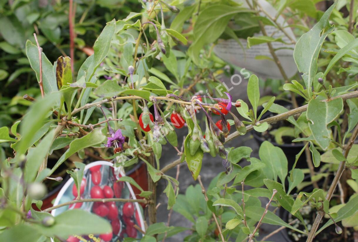 Kustovnice čínská 'Goji' - Lycium barbarum 'Goji'