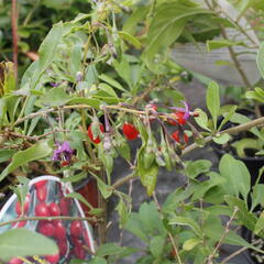 Kustovnice čínská 'Goji' - Lycium barbarum 'Goji'