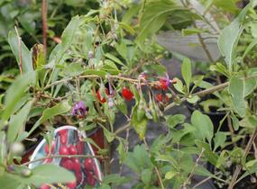 Kustovnice čínská 'Goji' - Lycium barbarum 'Goji'