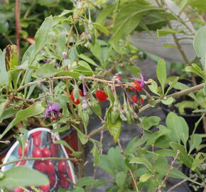 Kustovnice čínská 'Goji' - Lycium barbarum 'Goji'