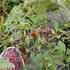 kustovnice-cinska-goji.jpg