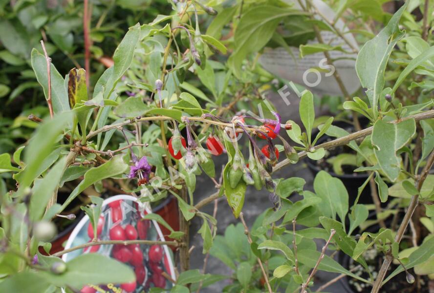 Kustovnice čínská 'Goji' - Lycium barbarum 'Goji'