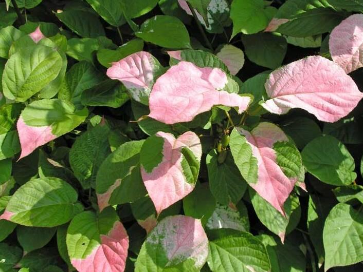 Aktinidie, kiwi sibiřské - samičí 'Dr. Szymanowski' - Actinidia kolomikta 'Dr. Szymanowski'
