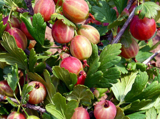 Angrešt červený beztrnný 'Captivator' - Grossularia uva-crispa 'Captivator'