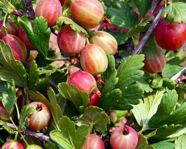 Angrešt červený beztrnný 'Captivator'