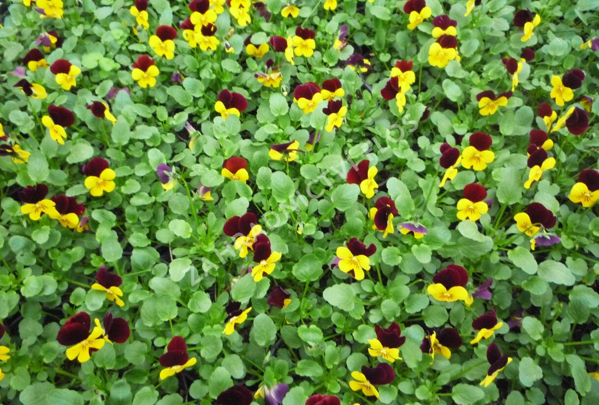 Violka růžkatá 'Endurio with Red Wing' - Viola cornuta 'Endurio with Red Wing'