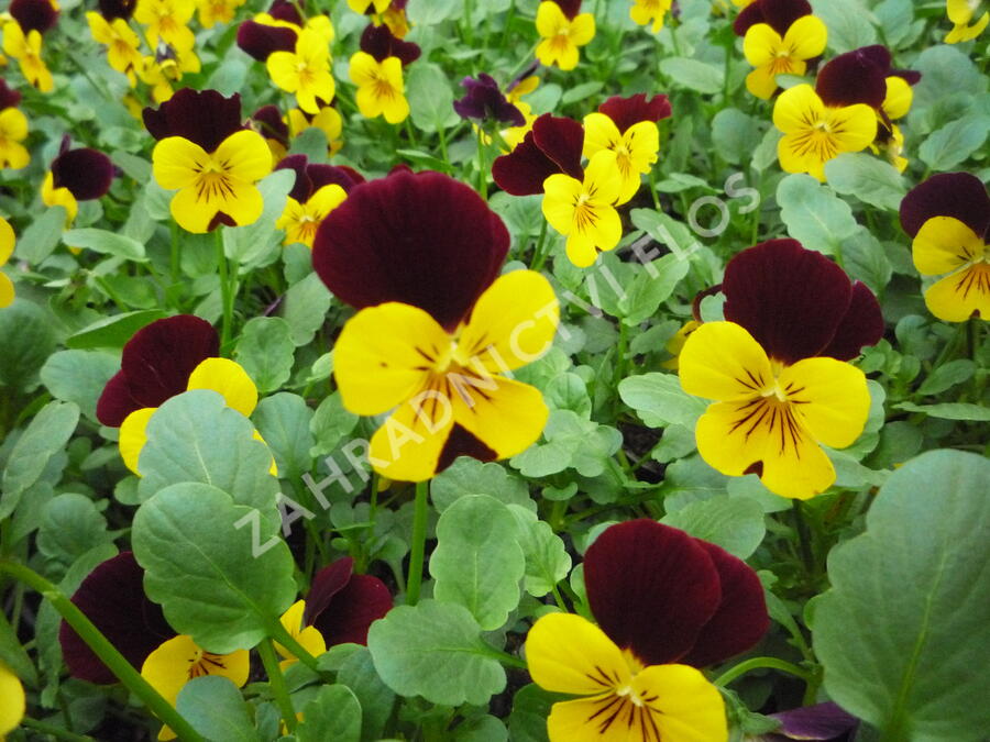 Violka růžkatá 'Endurio with Red Wing' - Viola cornuta 'Endurio with Red Wing'