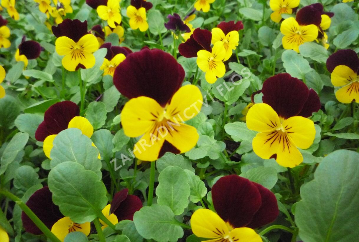 Violka růžkatá 'Endurio with Red Wing' - Viola cornuta 'Endurio with Red Wing'