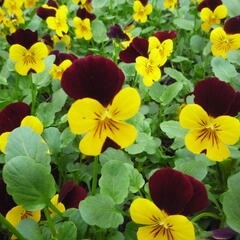 Violka růžkatá 'Endurio with Red Wing' - Viola cornuta 'Endurio with Red Wing'