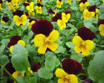 Violka růžkatá 'Endurio with Red Wing'