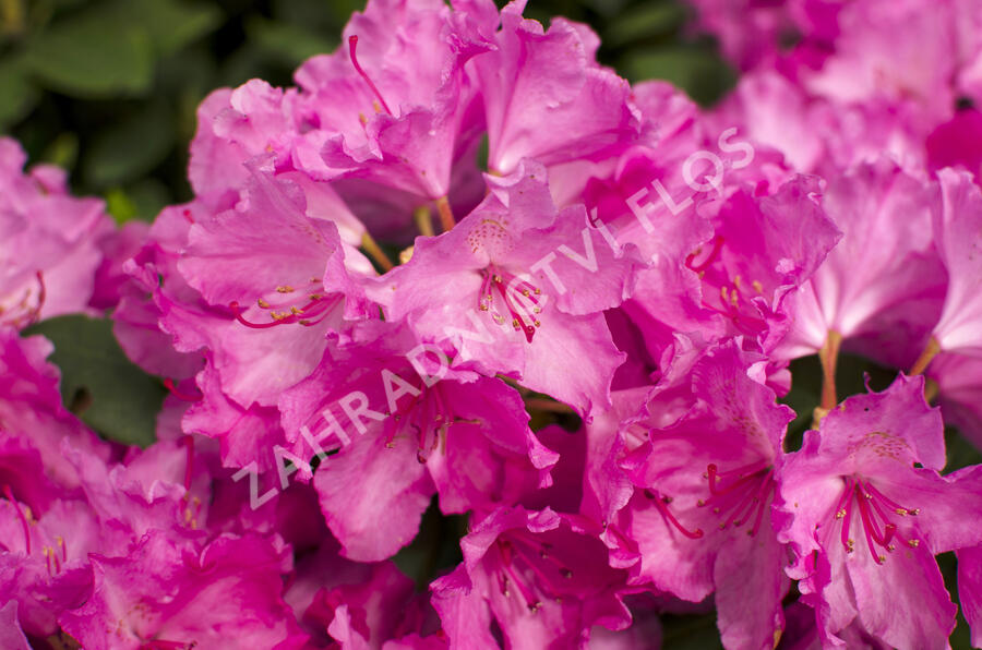 Pěnišník 'Lumina' - Rhododendron (Y) 'Lumina'