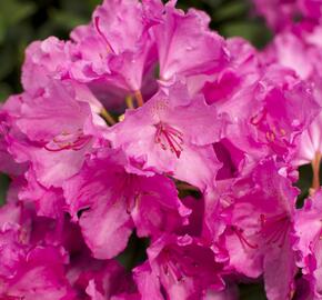 Pěnišník 'Lumina' - Rhododendron (Y) 'Lumina'