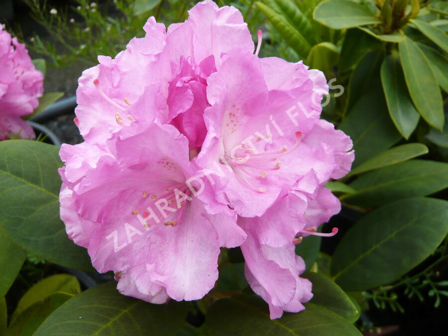 Pěnišník 'Lumina' - Rhododendron (Y) 'Lumina'