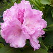Pěnišník 'Lumina' - Rhododendron (Y) 'Lumina'