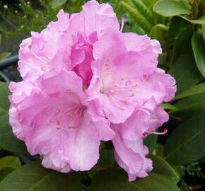 Pěnišník 'Lumina' - Rhododendron (Y) 'Lumina'