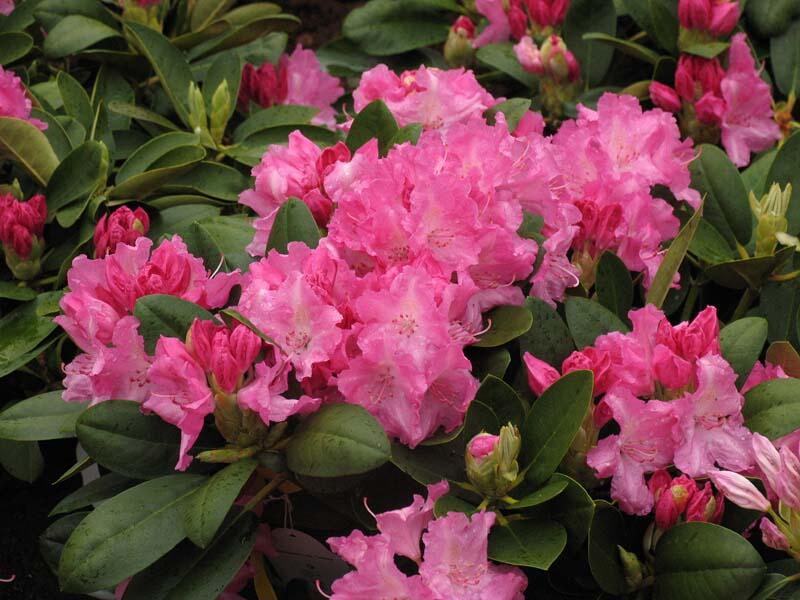 Pěnišník 'Lumina' - Rhododendron (Y) 'Lumina'
